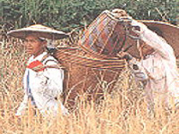 Their annual ledger account depends very much on a fruitful rice harvest.